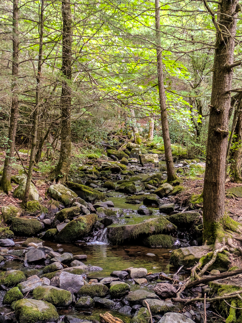 Neversink Gorge Trails