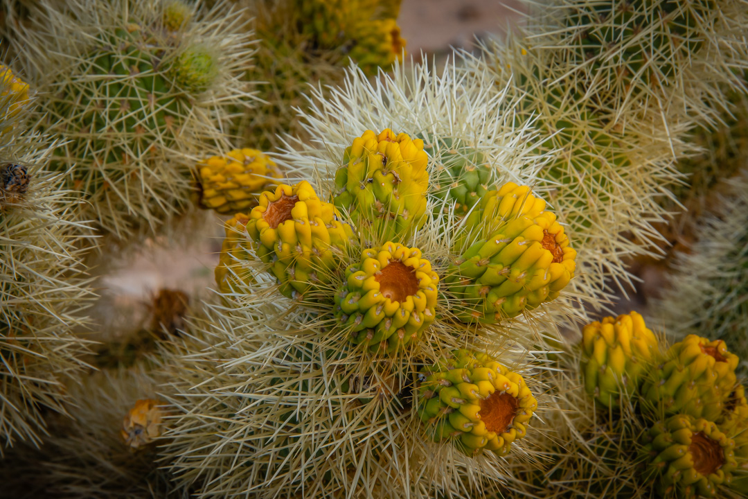 Joshua Tree National Park