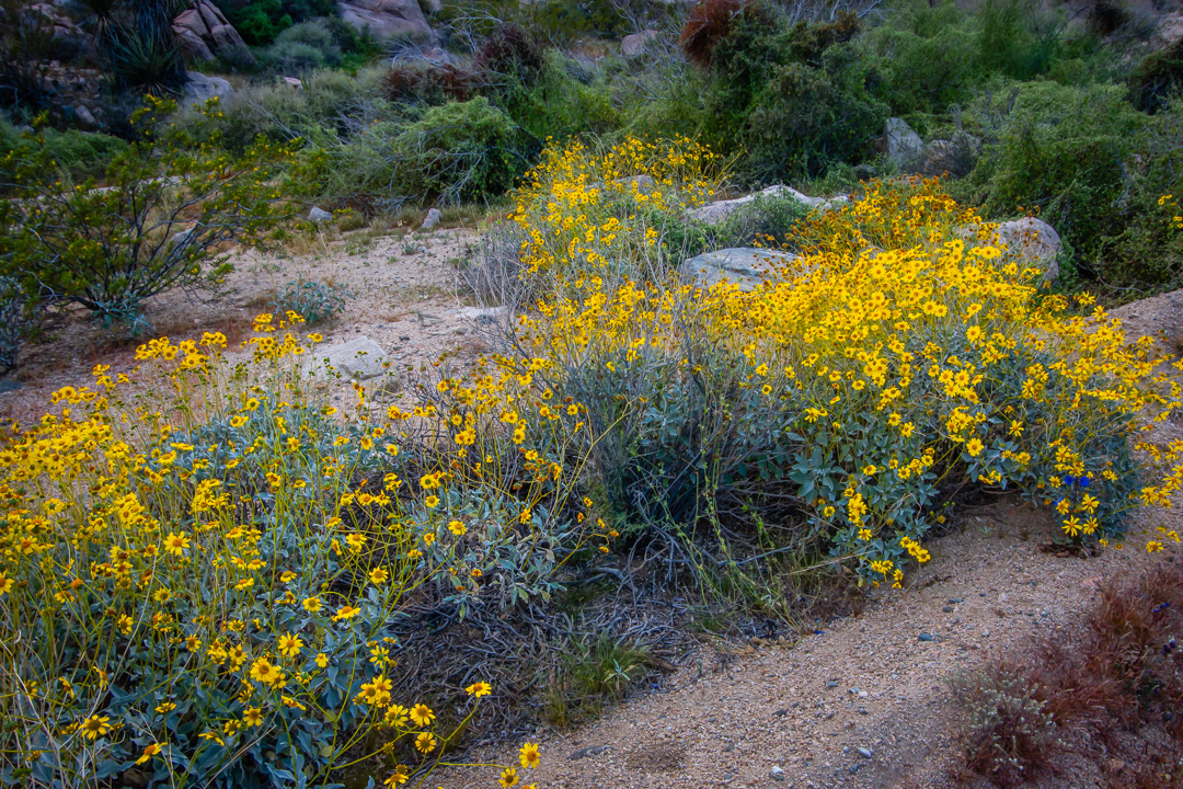 Joshua Tree National Park