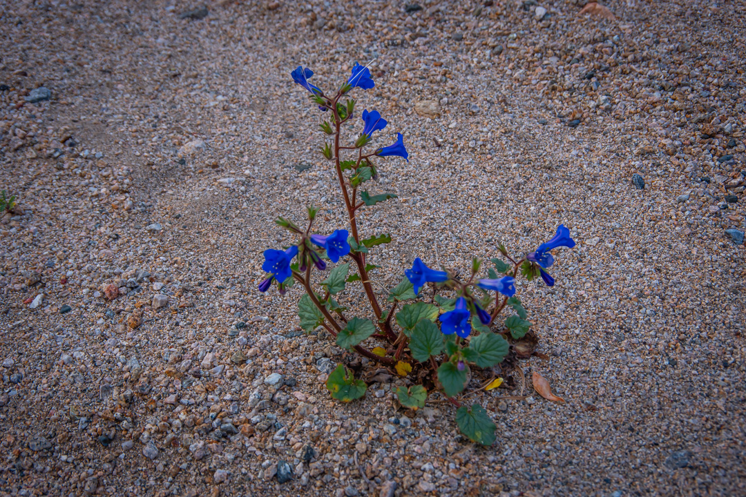 Joshua Tree National Park