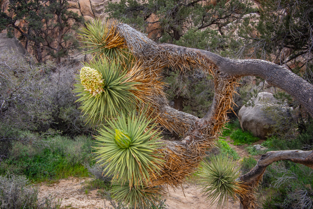 Joshua Tree National Park