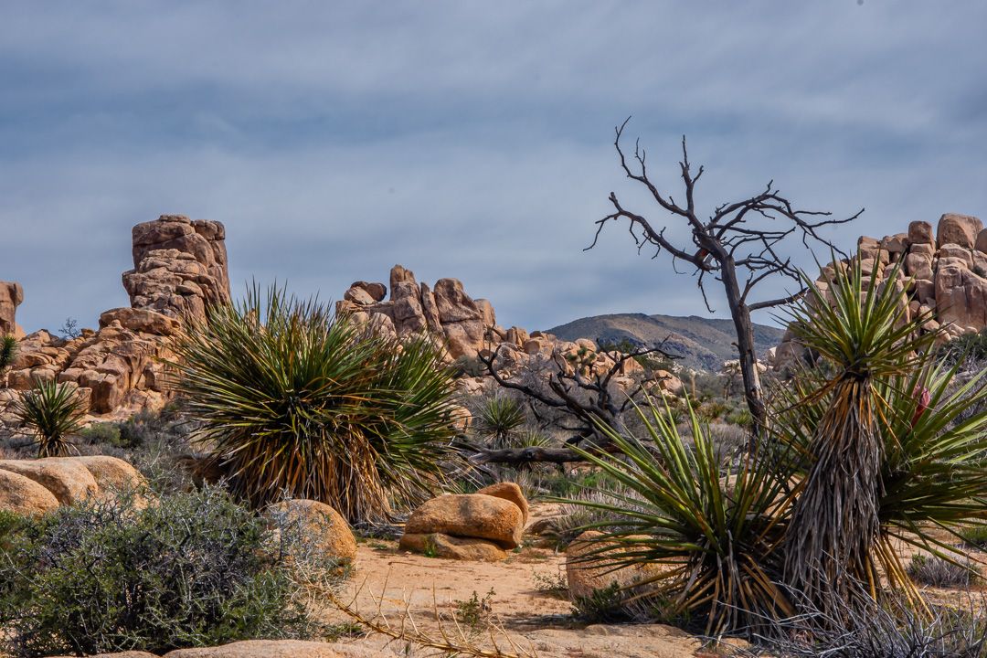 Joshua Tree National Park