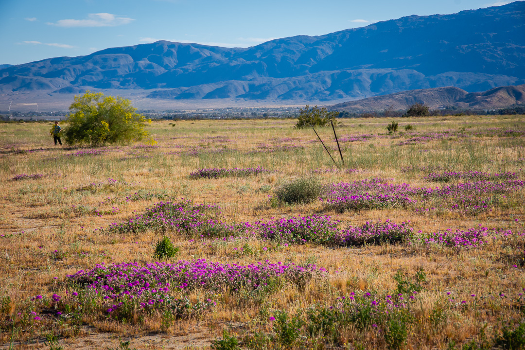 Anza Borrego State Park