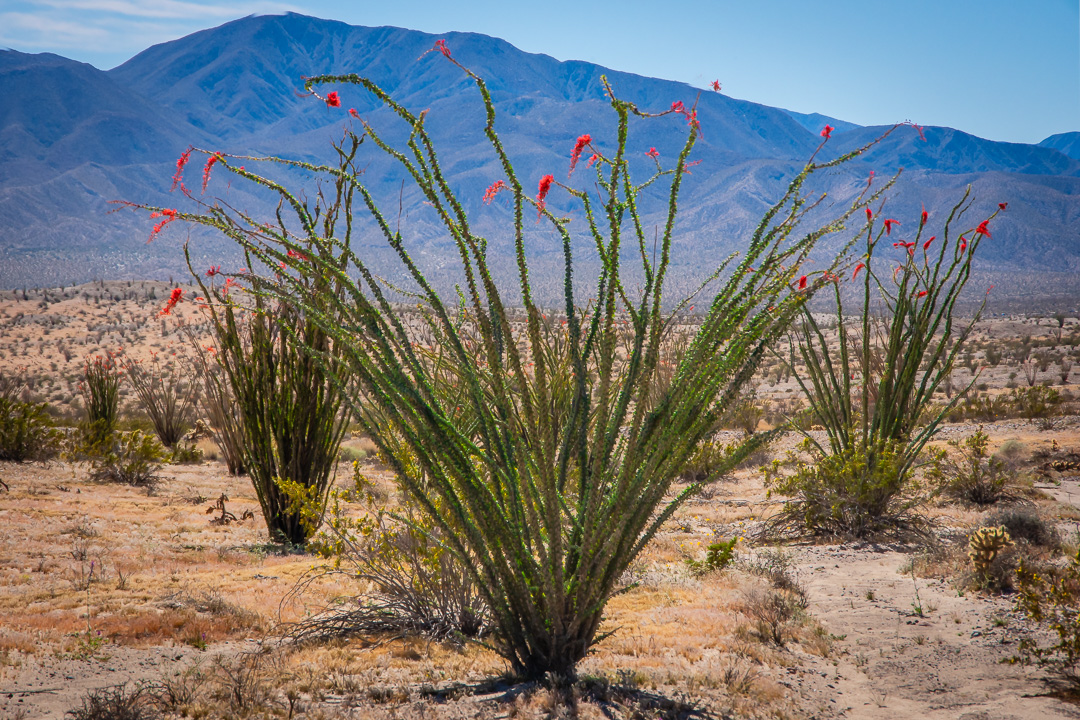 Anza Borrego State Park